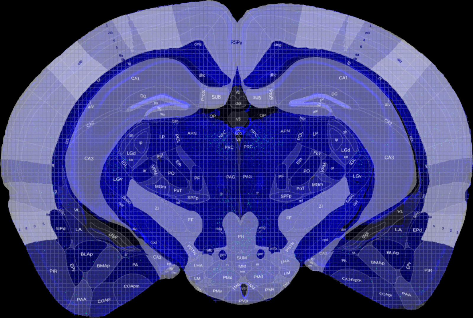 Allen brain atlas registration